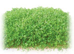 XvEg
